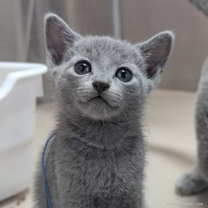 ID:2508-03225の子猫