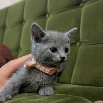 ロシアンブルー【神奈川県・女の子・2025年9月26日・ブルー】の写真「愛らしいお顔立ちの女の子♪」