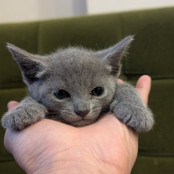 ロシアンブルー【神奈川県・男の子・2025年9月26日・ブルー】の写真「可愛らしいお顔立ちの子猫ちゃん♪」