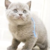 ブリティッシュショートヘア