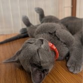 ロシアンブルー