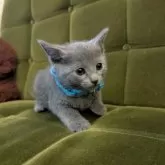 ロシアンブルー