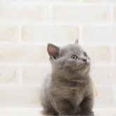 ブリティッシュショートヘア
