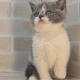 ブリティッシュショートヘア