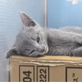 ロシアンブルー【神奈川県・男の子・2025年6月16日・ブルー】の写真5