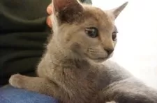 ロシアンブルー【神奈川県・男の子・2024年12月6日・ブルー】の写真8