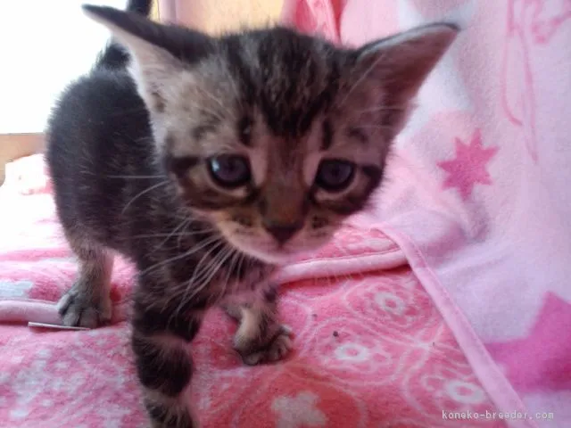 ID：1704-00812の子猫