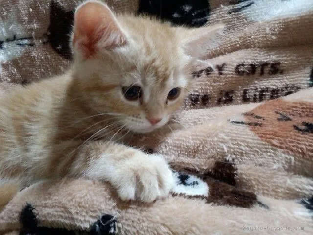 ID:1704-00406の子猫