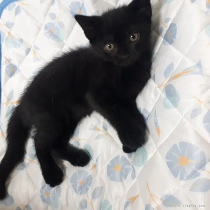 ID：2308-01814の子猫