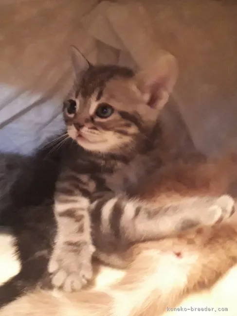 ID：2202-00626の子猫