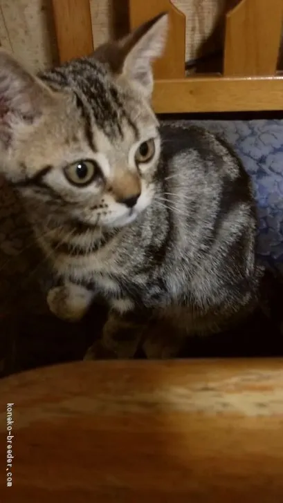 ID:1910-00856の子猫
