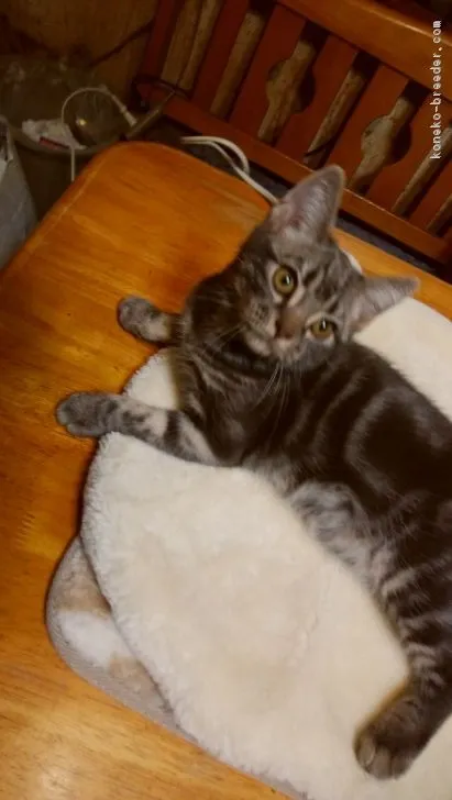 ID：1811-00486の子猫