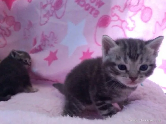 ID：1704-00585の子猫