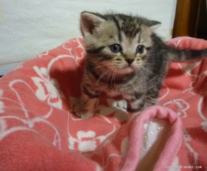 ID：1601-00273の子猫