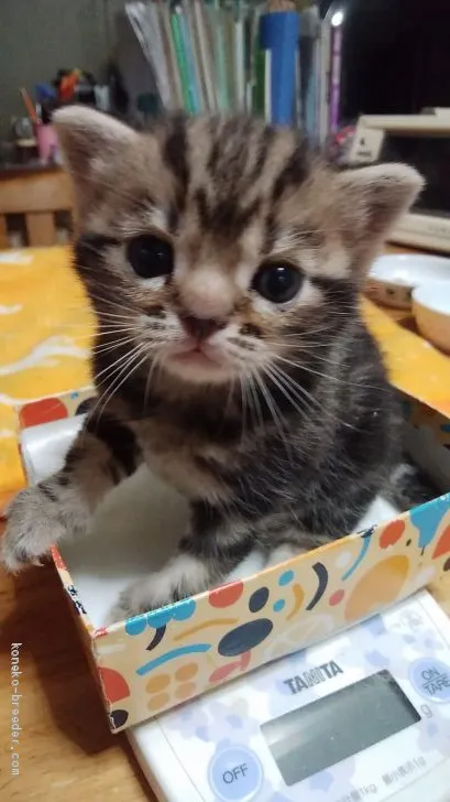 ID：2006-01859の子猫