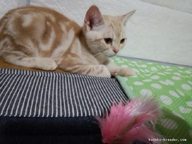ID:1608-00122の子猫