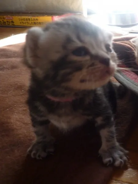 ID：1411-00082の子猫