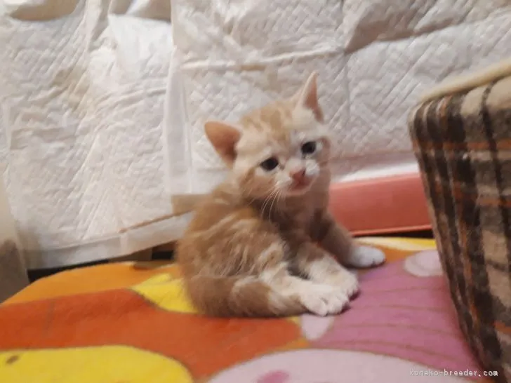 ID:1802-00701の子猫