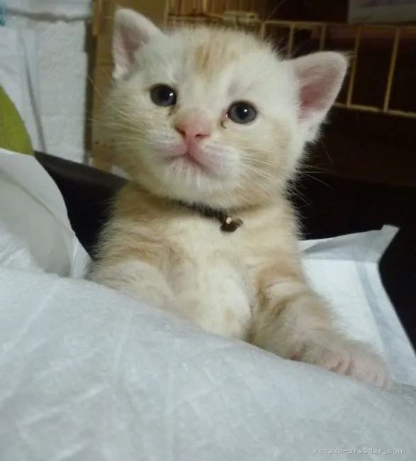 ID：1605-00170の子猫