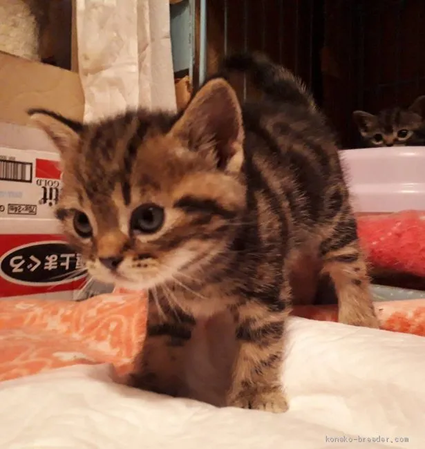 ID：2004-02321の子猫