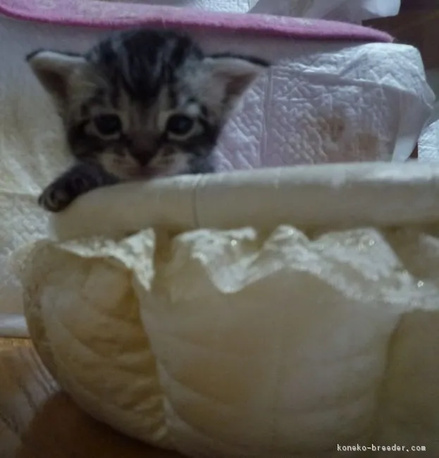 ID：1605-00171の子猫