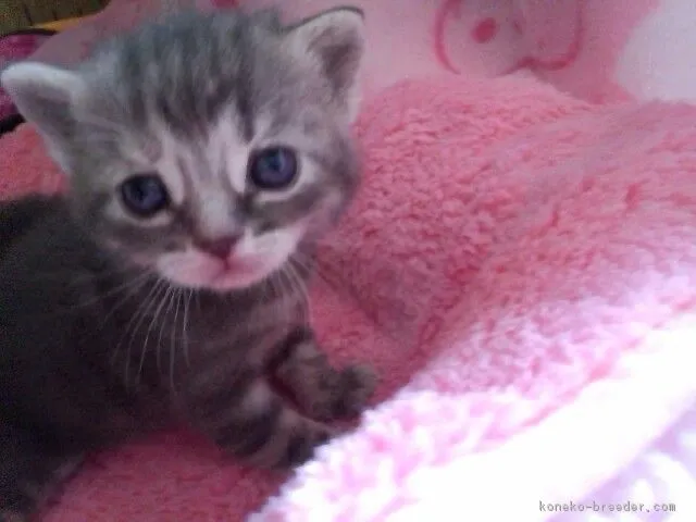 ID:1704-00249の子猫