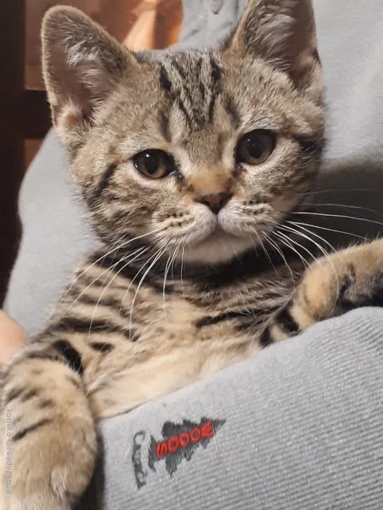 ID:1902-00695の子猫