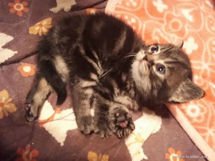 ID：2004-02327の子猫