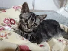 アメリカンショートヘア【神奈川県・男の子・2018年2月15日・シルバータビー】の写真1