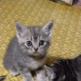 アメリカンショートヘア【神奈川県・女の子・2022年7月10日・ブルーパッチドタビー】の写真1