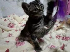 アメリカンショートヘア【神奈川県・男の子・2018年2月15日・シルバータビー】の写真2