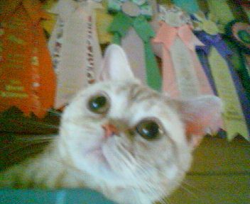 アメリカンショートヘア【・男の子・2009年10月30日・クリームカメオ】