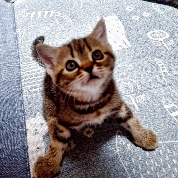 ID:2505-01956の子猫