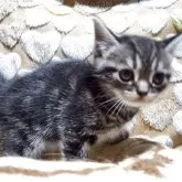 アメリカンショートヘア