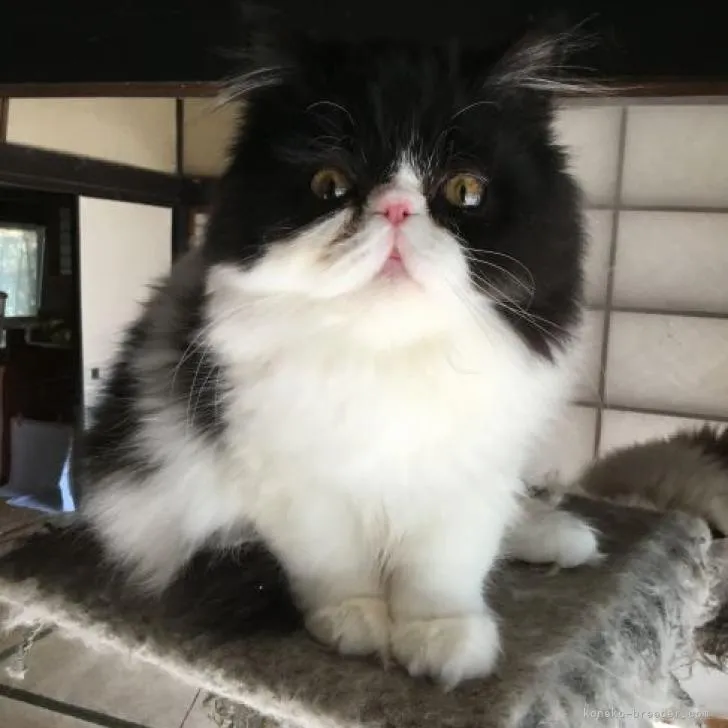 ID：2209-02433の子猫