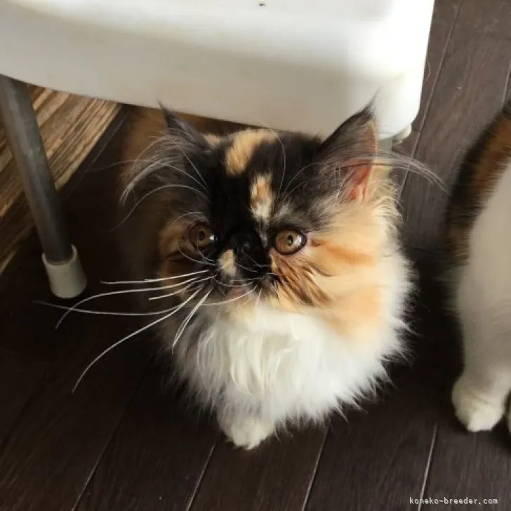 ID:2305-01693の子猫