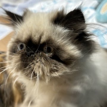 エキゾチックロングヘア【千葉県・男の子・2023年11月5日・シールポイント】の写真「ヒマラヤン好きにはたまらないポイントエキゾロング」