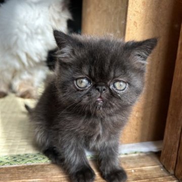 エキゾチックショートヘア【千葉県・男の子・2023年9月15日・ブラック】の写真「甘々の甘えん坊の男の子」
