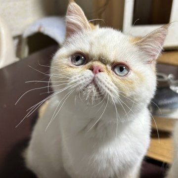 エキゾチックショートヘア【千葉県・男の子・2023年11月5日・フレームリンクスポイント】の写真「希少なフレームリンクスポイントのショートの男の子」