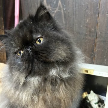 ペルシャ【千葉県・男の子・2024年2月2日・ブラック】の写真「明るく元気な甘えん坊の可愛い性格の男の子」