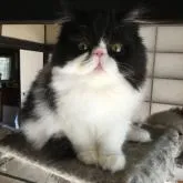 エキゾチックロングヘア【千葉県・男の子・2022年5月29日・ブラック&ホワイト】の写真1