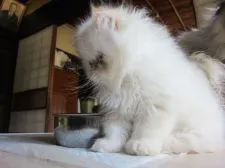 ヒマラヤン【千葉県・男の子・2017年4月4日・クリームポイント】の写真3