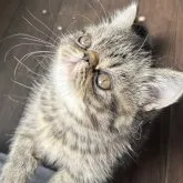 エキゾチックショートヘア【千葉県・男の子・2023年9月7日・】の写真3