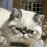 エキゾチックショートヘア
