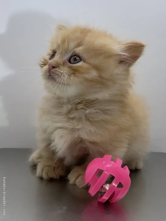 ID:2105-01504の子猫