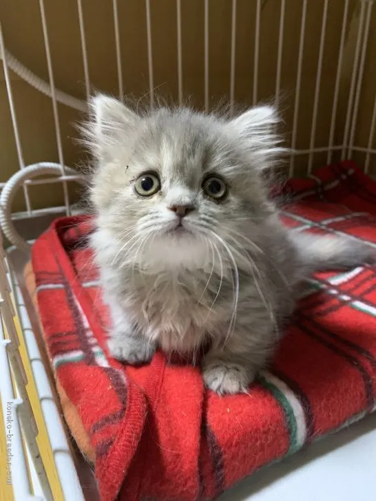 ID:2002-01216の子猫