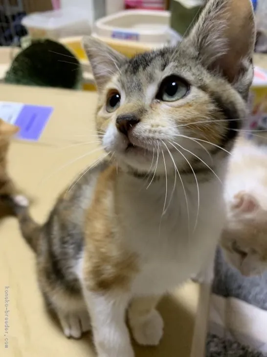 あーちゃん 様のお迎えした子猫