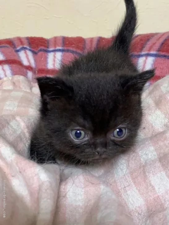 ぎゅう 様のお迎えした子猫