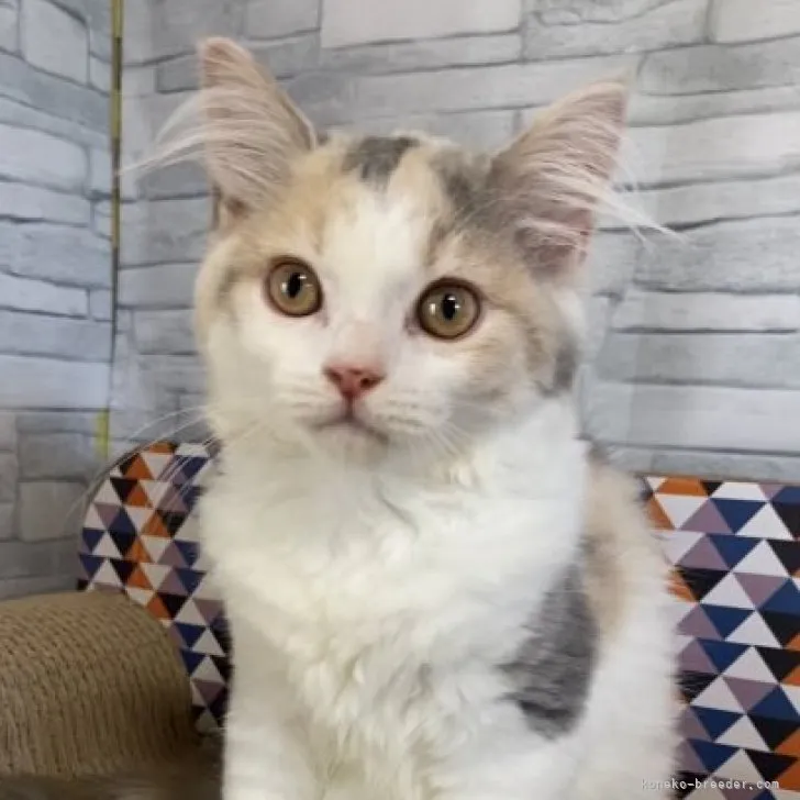 ID:2307-00078の子猫