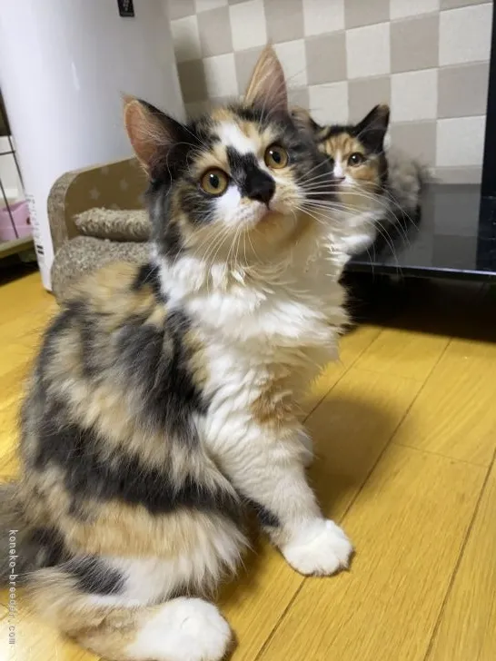 ID:2105-01501の子猫